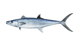 King Mackerel